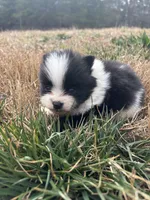 Parti from Wolfie , a male Pomeranian for sale in Trion, GA – Photo 4 of 4