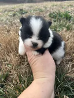 Parti from Wolfie , a male Pomeranian for sale in Trion, GA – Photo 2 of 4