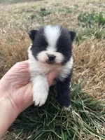 Parti from Wolfie , a male Pomeranian for sale in Trion, GA – Photo 1 of 4