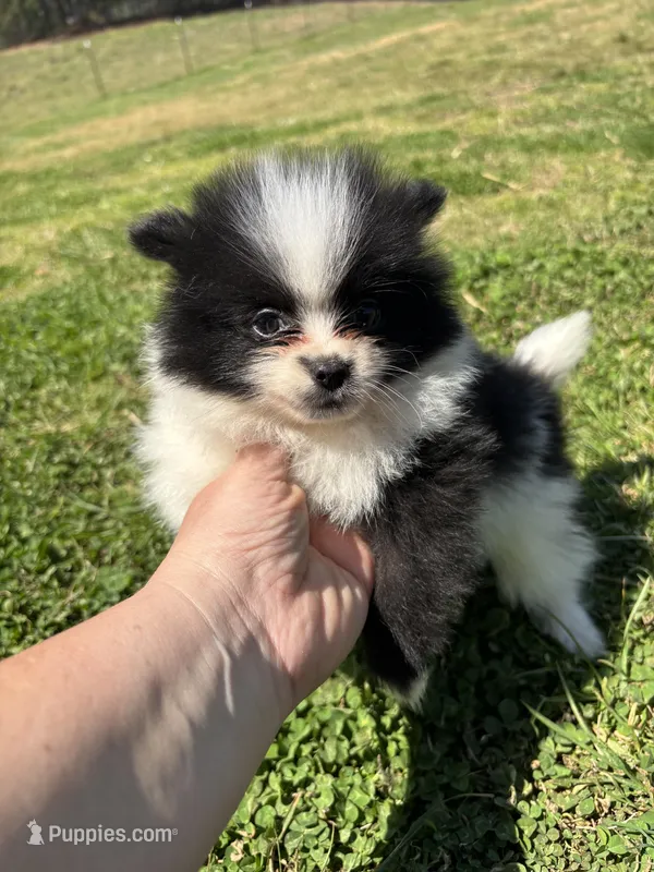 Parti from Wolfie  – Pomeranian puppy for sale in Trion, GA