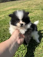 Parti from Wolfie , a male Pomeranian for sale in Trion, GA – Photo 1 of 4