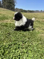 Parti from Wolfie , a male Pomeranian for sale in Trion, GA – Photo 4 of 4