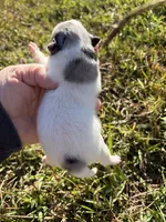 AKC blue and tan Merle Parti , a male Pomeranian for sale in Trion, GA – 3 of 4