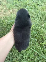 Ckc small black girl raven , a female Pomeranian for sale in Trion, GA – 4 of 4