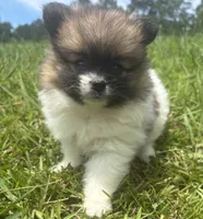Ckc Orange sable parti freckles, a female Pomeranian for sale in Trion, GA – 3 of 4