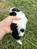 AKC tiny Tri Parti , a male Pomeranian for sale in Trion, GA – 3 of 6