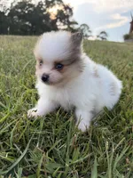 AKC tiny sable Parti Merle w blue eye, a male Pomeranian for sale in Trion, GA – 4 of 6