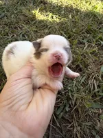 AKC orange sable Parti , a female Pomeranian for sale in Trion, GA – 4 of 4