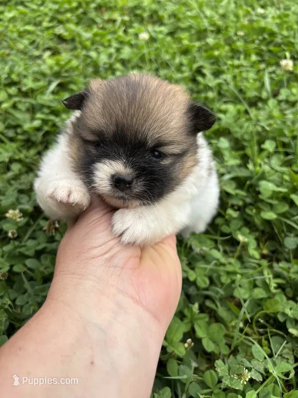 Ckc Orange sable parti freckles – Pomeranian puppy for sale in Trion, GA