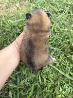 AKC orange sable girl , a female Pomeranian for sale in Trion, GA – 4 of 6