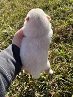 Ckc solid cream , a female Pomeranian for sale in Trion, GA – 4 of 4