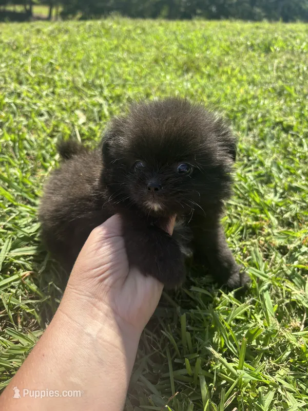 Ckc black and white  – Pomeranian puppy for sale in Trion, GA