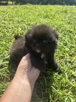 Ckc black and white , a male Pomeranian for sale in Trion, GA – 1 of 4