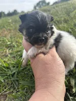 Akc tri parti , a male Pomeranian for sale in Trion, GA – Photo 3 of 4