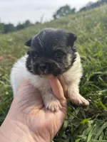 Akc tri parti , a male Pomeranian for sale in Trion, GA – Photo 2 of 4