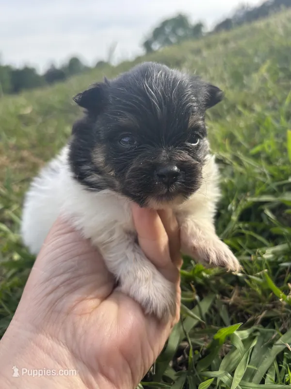 Akc tri parti  – Pomeranian puppy for sale in Trion, GA