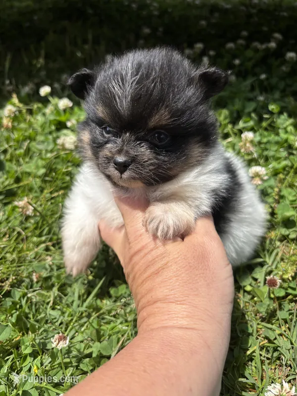 Akc tri parti  – Pomeranian puppy for sale in Trion, GA