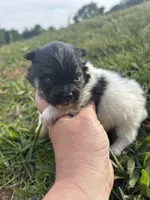 Akc tri parti , a male Pomeranian for sale in Trion, GA – Photo 4 of 4