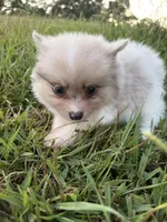 Ckc Merle , a male Pomeranian for sale in Trion, GA – 3 of 4