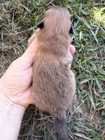 AKC orange sable boy , a male Pomeranian for sale in Trion, GA – 3 of 5