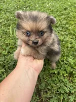 Akc sable Merle girl blue eyes , a female Pomeranian for sale in Trion, GA – 4 of 4