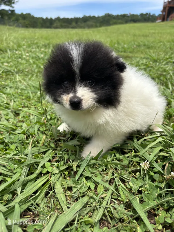 Ckc black parti  – Pomeranian puppy for sale in Trion, GA