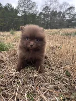 AKC chocolate, a female Pomeranian for sale in Trion, GA – Photo 4 of 4