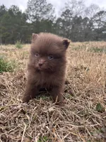 AKC chocolate, a female Pomeranian for sale in Trion, GA – Photo 2 of 4