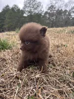 AKC chocolate, a female Pomeranian for sale in Trion, GA – Photo 3 of 4