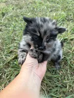 Tiny Ckc blue Merle girl , a female Pomeranian for sale in Trion, GA – 3 of 7