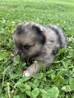 Akc sable Merle girl pepper , a female Pomeranian for sale in Trion, GA – 5 of 5