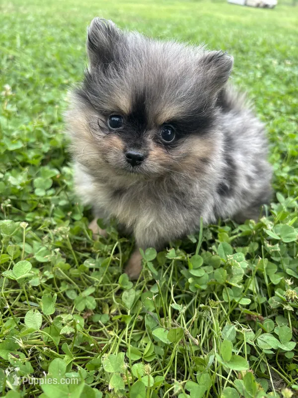 Akc black and tan Merle  – Pomeranian puppy for sale in Trion, GA