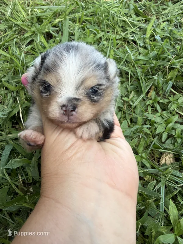 AKC black Merle with tan  – Pomeranian puppy for sale in Trion, GA