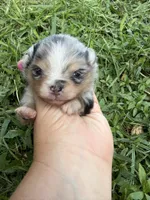 AKC black Merle with tan , a female Pomeranian for sale in Trion, GA – 1 of 6