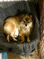 AKC blue Merle and tan , a male Pomeranian for sale in Trion, GA – 3 of 5