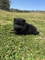 Ckc Black and white , a male Pomeranian for sale in Trion, GA – Photo 2 of 4