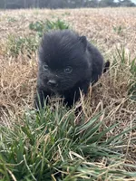 Ckc Black and white , a male Pomeranian for sale in Trion, GA – Photo 4 of 4