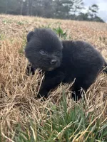 Ckc Black and white , a male Pomeranian for sale in Trion, GA – Photo 3 of 4