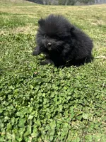 Ckc Black and white , a male Pomeranian for sale in Trion, GA – Photo 4 of 4