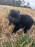 Ckc Black and white , a male Pomeranian for sale in Trion, GA – Photo 1 of 4
