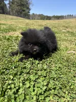 Ckc Black and white , a male Pomeranian for sale in Trion, GA – Photo 1 of 4