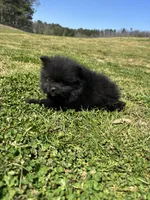 Ckc Black and white , a male Pomeranian for sale in Trion, GA – Photo 3 of 4