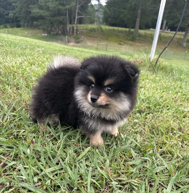 Akc black and tan  – Pomeranian puppy for sale in Trion, GA