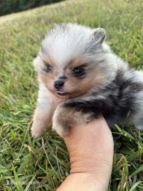 AKC black Merle with tan  – Pomeranian puppy for sale in Trion, GA