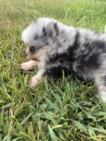 AKC black Merle with tan , a female Pomeranian for sale in Trion, GA – 4 of 6