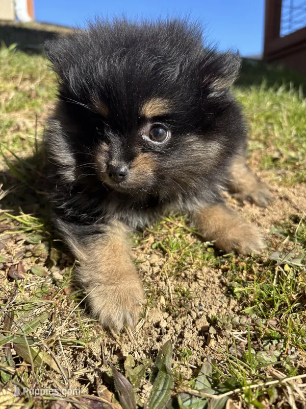 Full akc black n tan