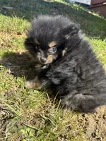 Full akc black n tan, a female Pomeranian for sale in Trion, GA – Photo 3 of 4