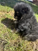Full akc black n tan, a female Pomeranian for sale in Trion, GA – Photo 2 of 4