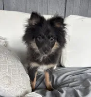 Clover Akc blue and tan , a female Pomeranian for sale in Trion, GA – 4 of 9