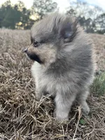 Akc orange sable, a male Pomeranian for sale in Trion, GA – Photo 3 of 4